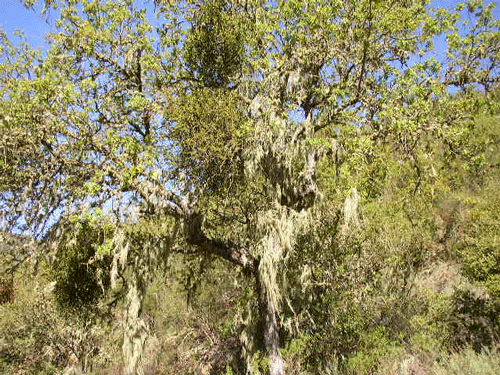 ramalina menziesii