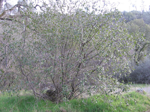 Quercus wislizenii frutescens