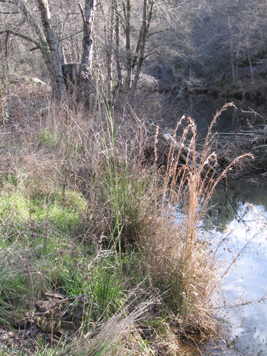 Dry Creek riparian habitat
