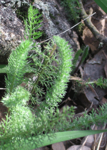 Achillea millifolium