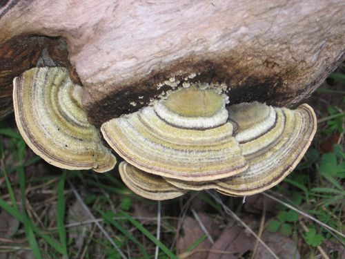 Coriolus versicolor
