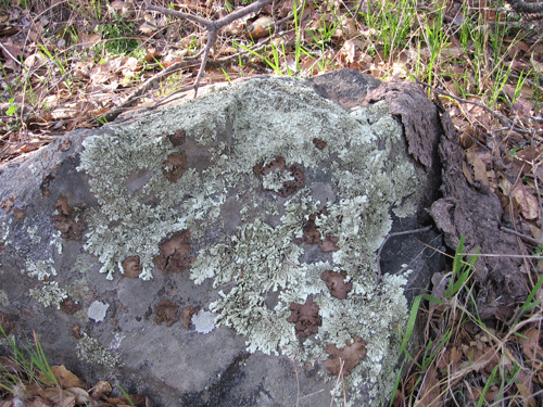 Rock Tripe lichen