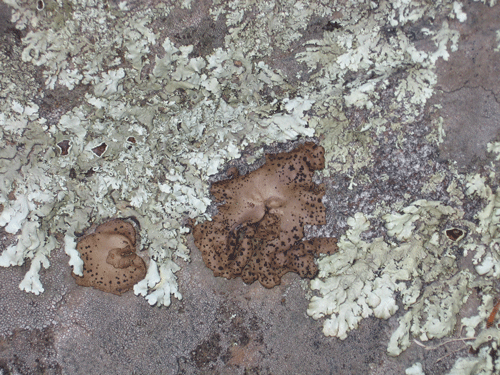 Rock Tripe lichen