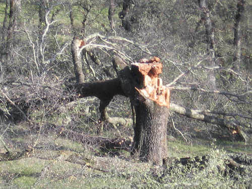 windblown tree, downed January 2008