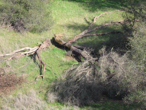windblown tree, downed January 2008