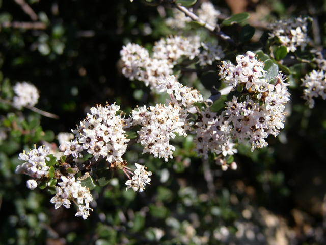 Ceanothus cuneatus flowers