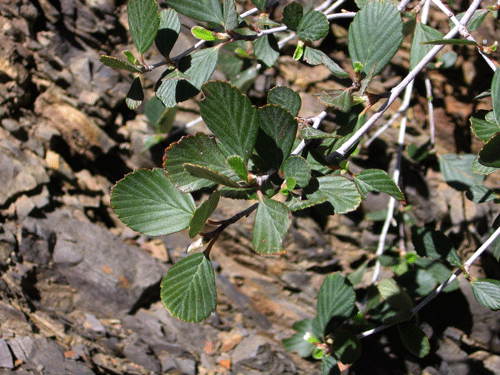 Cercocarpus betuloides