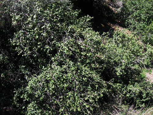 Prunus ilicifolia ssp. ilicifolia