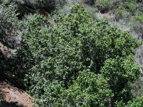 Prunus ilicifolia ssp. ilicifolia