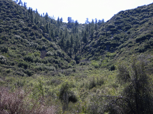Bigcone Spruce Forest and chaparral