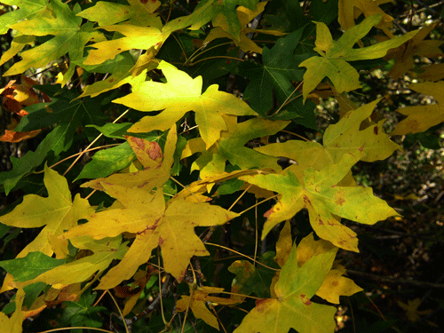 Acer macrophylla in Fall color