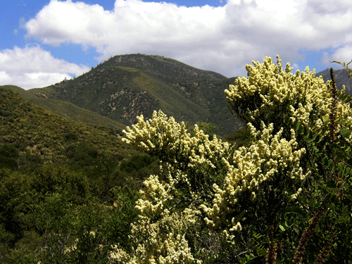 Adenostoma fasciculatum