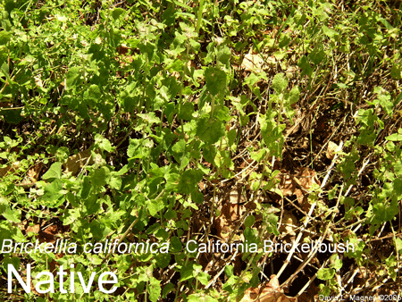 Brickellia californica