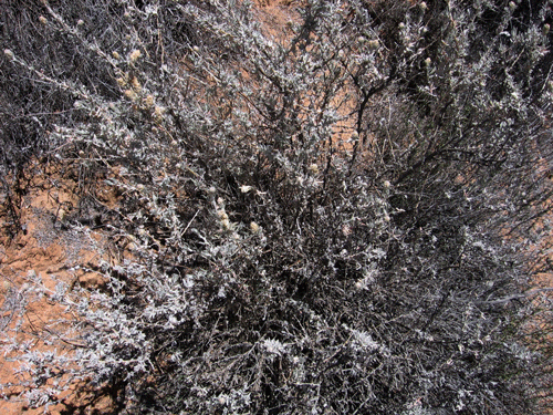 Brickellia nevinii