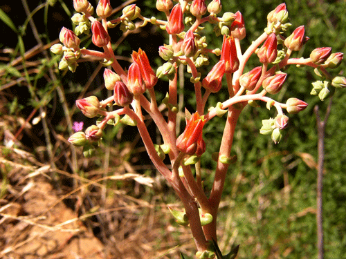 Dudleya lanceolata