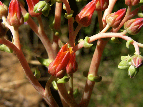 Dudleya lanceolata