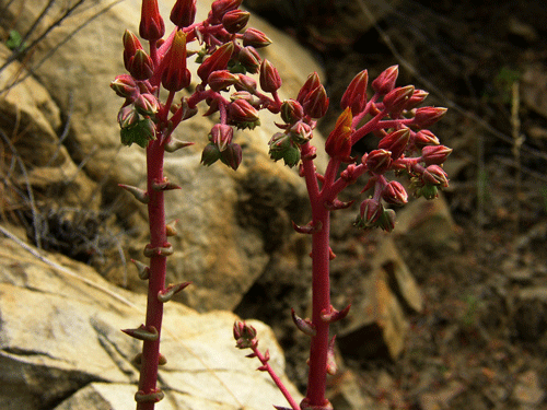 Dudleya lanceolata