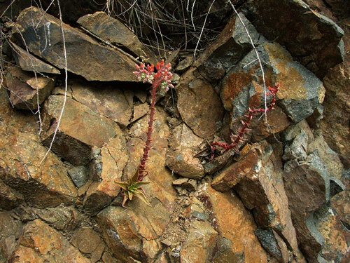 Dudleya lanceolata