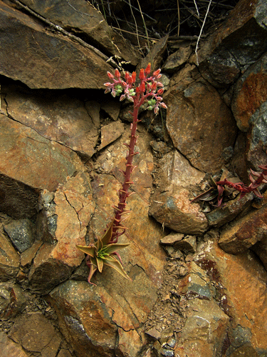 Dudleya lanceolata