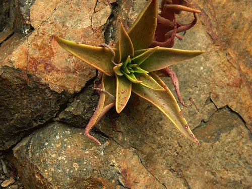 Dudleya lanceolata