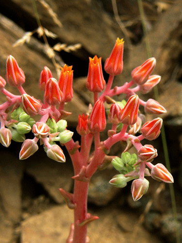 Dudleya lanceolata