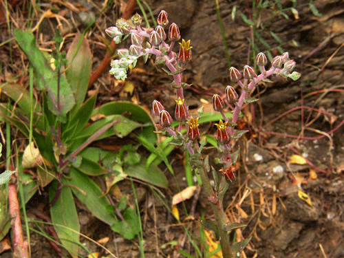 Dudleya lanceolata