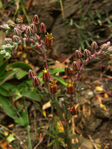 Dudleya lanceolata