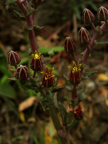 Dudleya lanceolata
