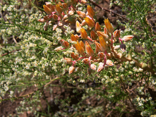 Dudleya lanceolata