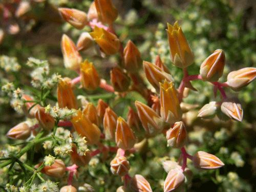 Dudleya lanceolata