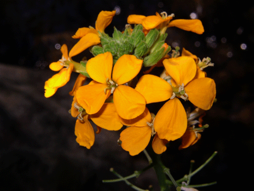 Erysimum capitatum