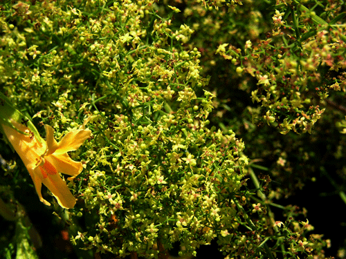 Galium ngustifolium
