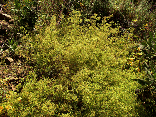 Galium ngustifolium