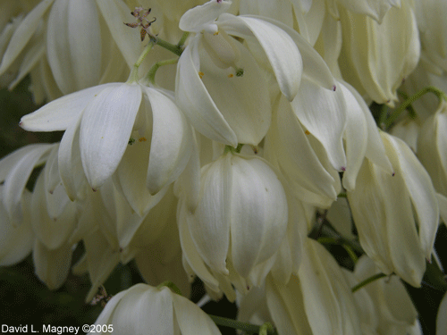 Hesperoyucca whipplei