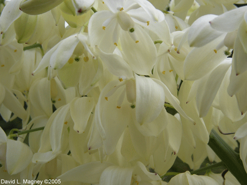 Hesperoyucca whipplei