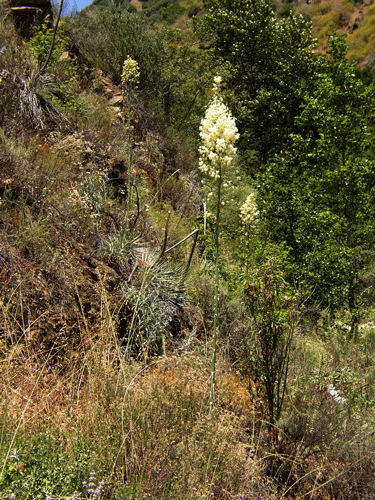 Hesperoyucca whipplei