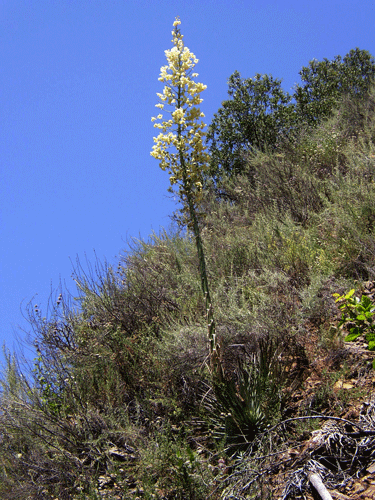 Hesperoyucca whipplei