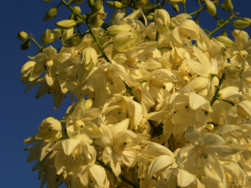 Hesperoyucca whipplei