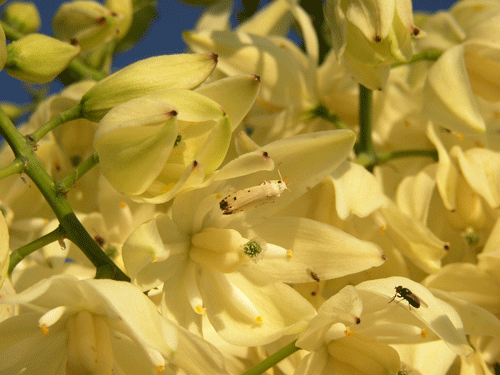 Hesperoyucca whipplei