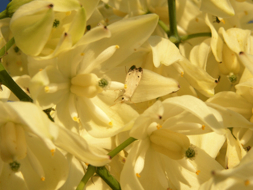 Hesperoyucca whipplei