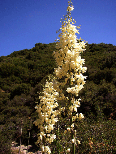 Hesperoyucca whipplei
