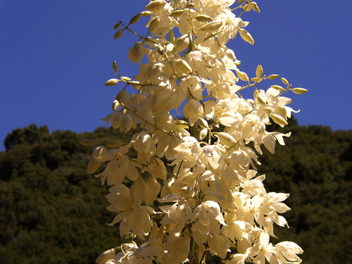 Hesperoyucca whipplei