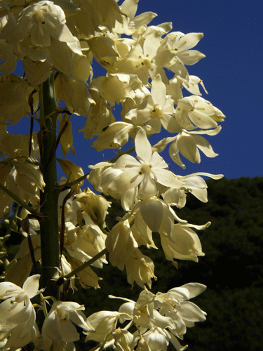 Hesperoyucca whipplei