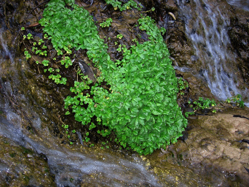 Lobelia dunnii var. serrata