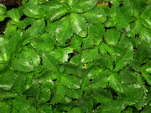 Lobelia dunnii var. serrata