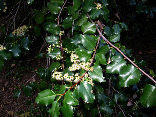 Prunus ilicifolia ssp. ilicifolia