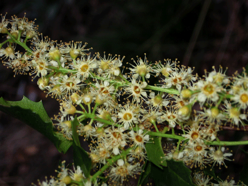 Prunus ilicifolia ssp. ilicifolia flowers