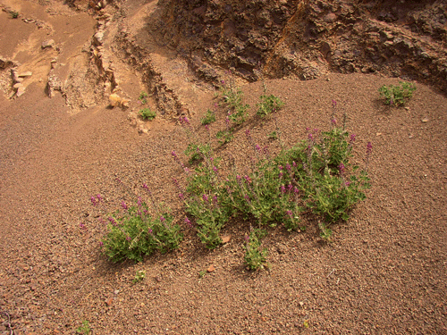 Lupinus hirsutissimus
