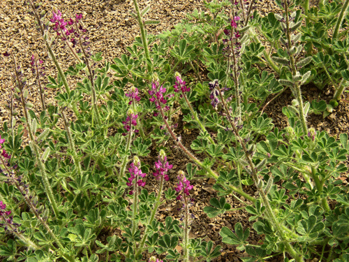 Lupinus hirsutissimus