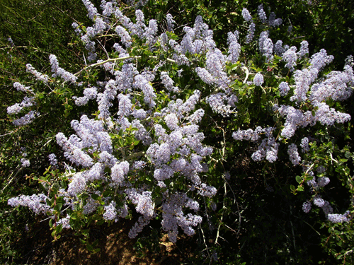 Ceanothus leucodermis shrub
